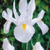Casablanca Dutch Iris