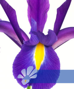 Buy Discovery Purple Iris Bulbs (Purple Flower Dutch Iris, 5 Bulbs Pack ...