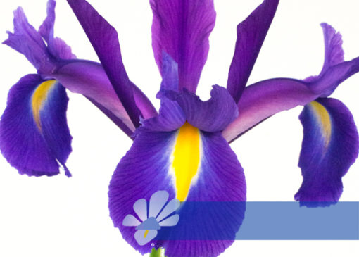 Buy Discovery Purple Iris Bulbs (Purple Flower Dutch Iris, 5 Bulbs Pack ...