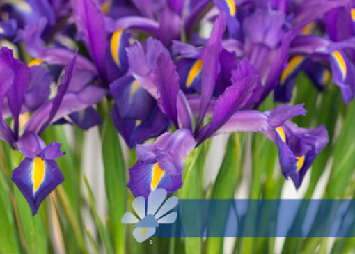 Buy Discovery Purple Iris Bulbs (Purple Flower Dutch Iris, 5 Bulbs Pack ...