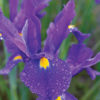 Discovery Purple Dutch Iris