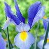 Discovery Sky Dutch Iris