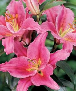 Acapulco Lilium