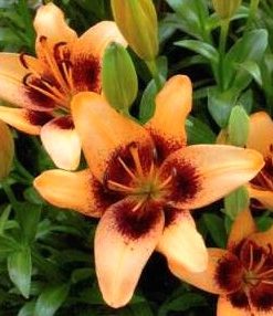 Apricot Pixel Lilium