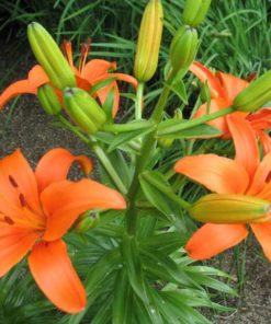Brunello Lilium