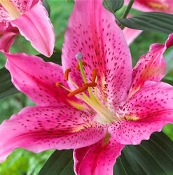 Dynamite Lilium