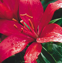 Fangio - LA Hybrid Lilium