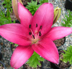 Fangio - LA Hybrid Lilium