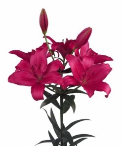 Fangio - LA Hybrid Lilium