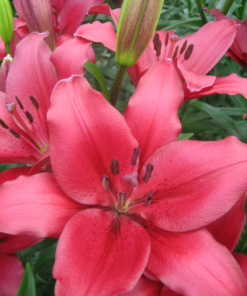 Fangio - LA Hybrid Lilium