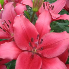 Fangio Lilium Bulbs (LA Hybrid Lilium, Red Flower, 4 Bulbs Pack)