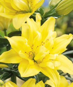Fata Morgana Lilium