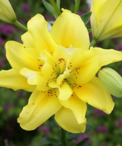 Fata Morgana Lilium