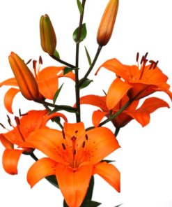 General Lee Lilium
