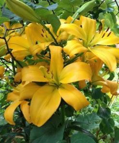 Golden Tycoon Lilium