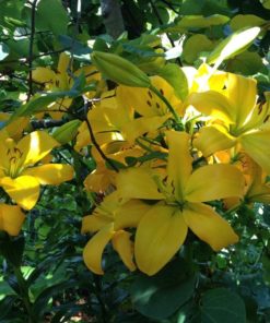 Golden Tycoon Lilium