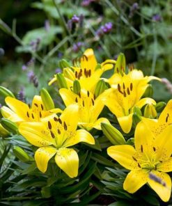 Golden Tycoon Lilium