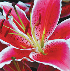 La Mancha Lilium