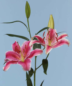 La Mancha Lilium