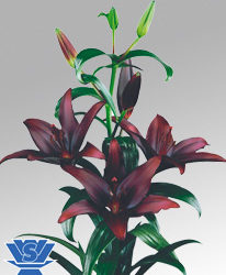 Landini Lilium