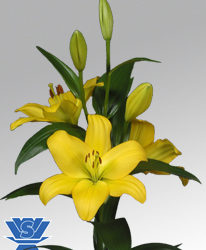 Nashville Lilium