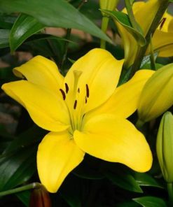 Nashville Lilium