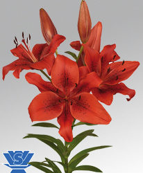 Original Love Lilium