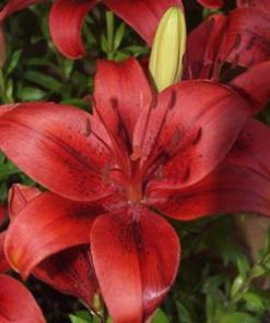 Original Love Lilium
