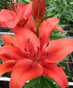 Original Love Lilium