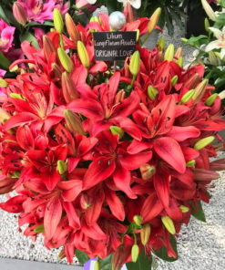 Original Love Lilium