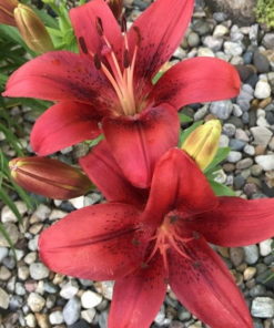 Original Love Lilium