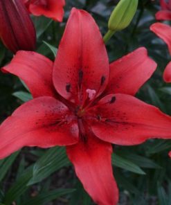 Original Love Lilium