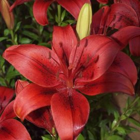 Original Love LA Hybrid Lilium Bulbs x5