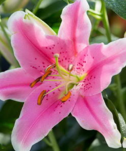 Sorbonne Lilium