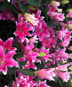 Sorbonne Lilium