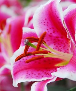Starfighter Lilium