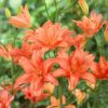 Strawberry Vanilla Lilium