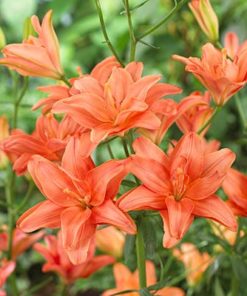 Strawberry Vanilla Lilium