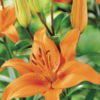 Tresor Lilium
