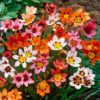 Sparaxis Flowers
