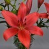 'Corleone' Lilium