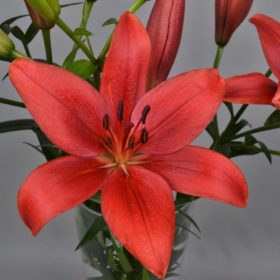 'Corleone' Lilium Bulbs (Maroon, LA Hybrid, 4 bulbs @ Rs600 each)