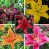 Lilium Bulbs - Mix Deal