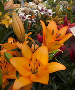 Caesar Palace Lilium