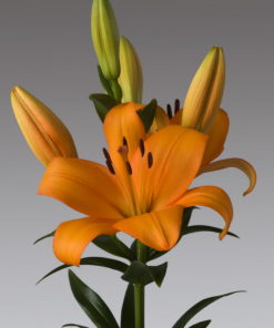 Caesar Palace Lilium