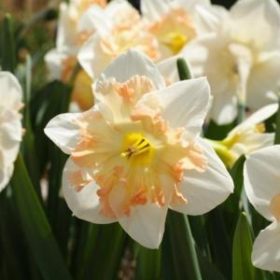 Edinburgh Narcissus Bulbs x5 (12-14 cm)