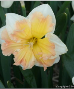 Daffodils Narcissus 'Edinburgh'
