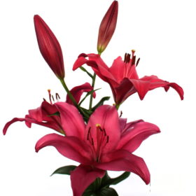 Yerseke Lilium Bulbs (LA Hybrid) x5
