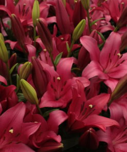 'Yerseke' Lilium