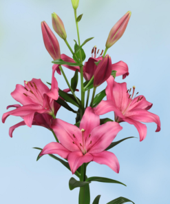 'Yerseke' Lilium